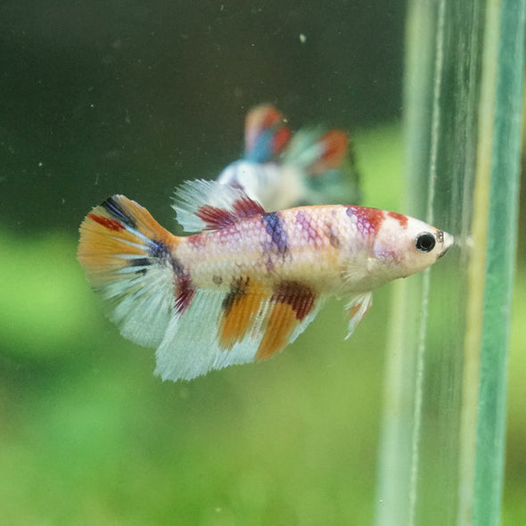 Multicolor/ Galaxy Koi Halfmoon - Female- 13 Weeks Old