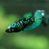 Black Galaxy Koi Plakat (Avatar) - Female- 13 Weeks Old