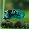 Black Galaxy Koi Plakat (Avatar) - Female- 13 Weeks Old