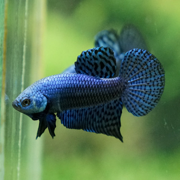 Alien Betta Plakat -11 weeks Old