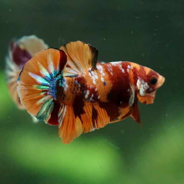 Multicolor/Galaxy Koi Plakat -14 weeks Old