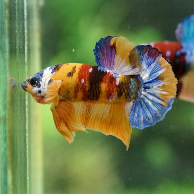 Multicolor/Galaxy Koi Plakat -13 weeks Old