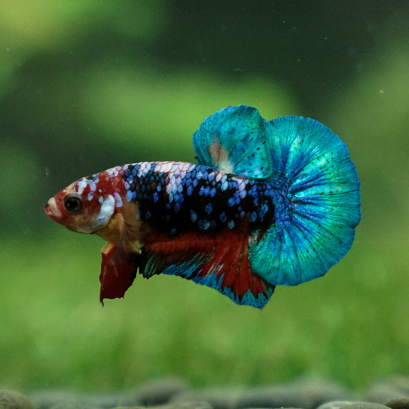 Multicolor/Galaxy Koi Plakat -11 weeks Old