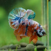 Multicolor/Galaxy Koi Plakat -16 weeks Old
