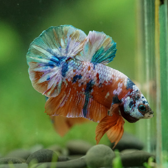 Multicolor/Galaxy Koi Plakat -16 weeks Old