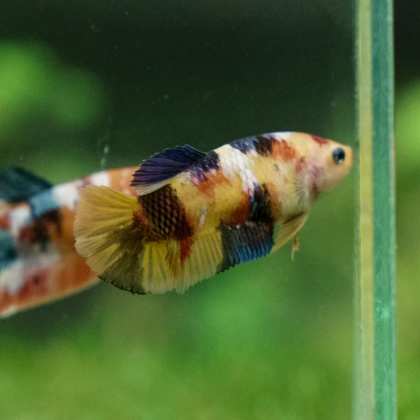 Multicolor/ Galaxy Koi Plakat - Female- 13 Weeks Old