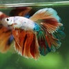 Galaxy/Candy Koi Halfmoon - 14 weeks old