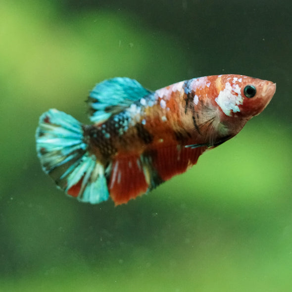 Multicolor/ Galaxy Koi Plakat- Female- 13 Weeks Old