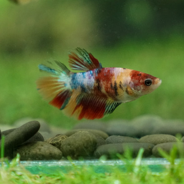 Multicolor/ Galaxy Koi Halfmoon - Female- 13 Weeks Old