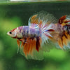 Galaxy/Candy Koi Halfmoon - 13 weeks old