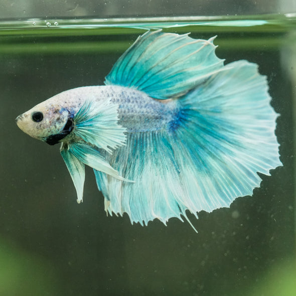 Dumbo Halfmoon - 12 weeks old