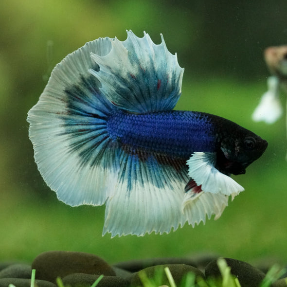 Dumbo Halfmoon - 12 weeks old