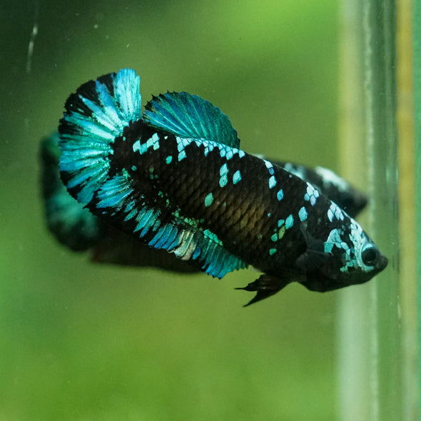 Black Galaxy Koi Plakat (Avatar) - Female- 13 Weeks Old