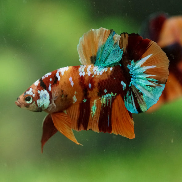Multicolor/Galaxy Koi Plakat -16 weeks Old