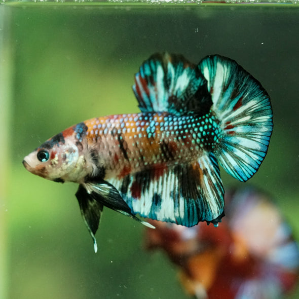 Multicolor/Galaxy Koi Plakat -16 weeks Old