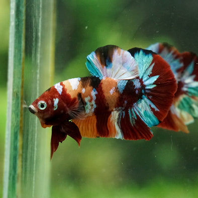 Multicolor/Galaxy Koi Plakat -16 weeks Old