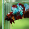 Multicolor/Galaxy Koi Plakat -16 weeks Old