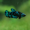 Black Galaxy Koi Plakat (Avatar) - Female- 13 Weeks Old