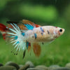 Multicolor/ Galaxy Koi Halfmoon- Female- 13 Weeks Old