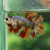 Multicolor/ Galaxy Koi Halfmoon- Female- 13 Weeks Old