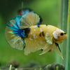 Multicolor/Galaxy Koi Plakat -16 weeks Old