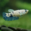 Blue/Green Dalmatian Plakat- Female