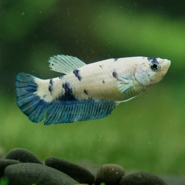 Blue/Green Dalmatian Plakat- Female