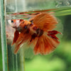 Galaxy/Candy Koi Halfmoon - 14 weeks old