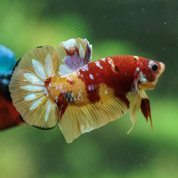 Multicolor/Galaxy Koi Plakat -15 weeks Old