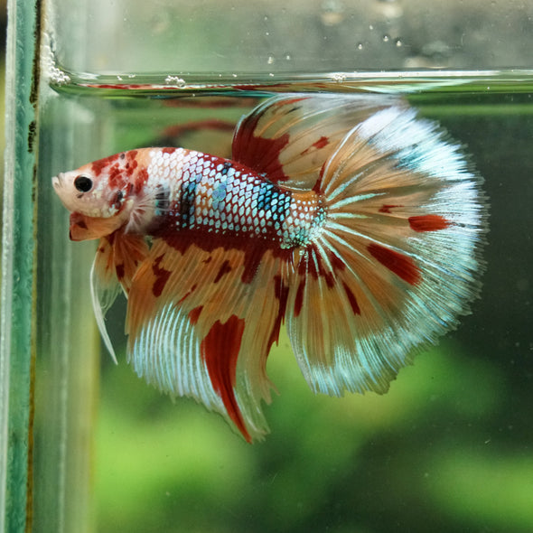 Galaxy/Candy Koi Halfmoon - 14 weeks old