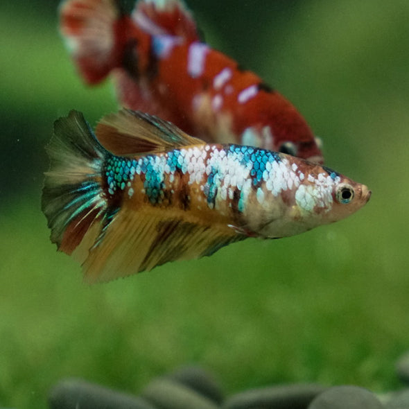 Multicolor/ Galaxy Koi Halfmoon- Female- 13 Weeks Old
