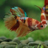 Multicolor/ Galaxy Koi Halfmoon- Female- 13 Weeks Old