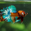 Multicolor/Galaxy Koi Plakat -16 weeks Old