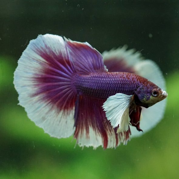 Dumbo Halfmoon - 14 weeks old