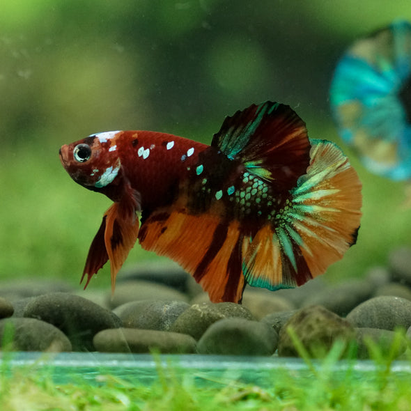 Multicolor/Galaxy Koi Plakat -13 weeks Old