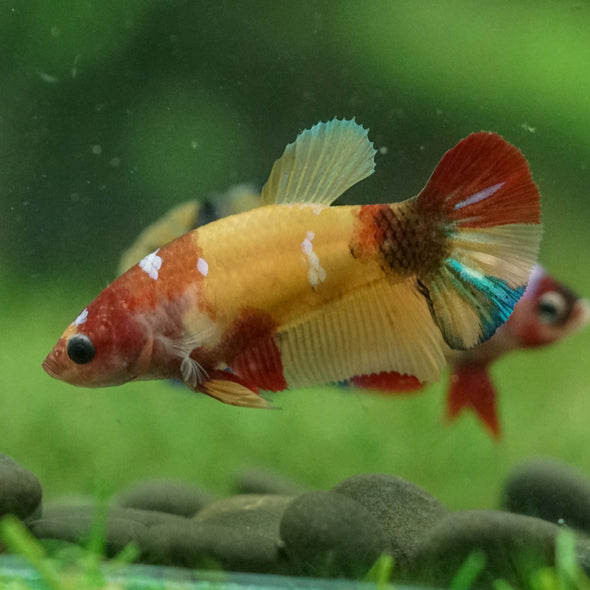 Multicolor/ Galaxy Koi Plakat- Female- 13 Weeks Old