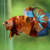 Multicolor/Galaxy Koi Plakat -16 weeks Old
