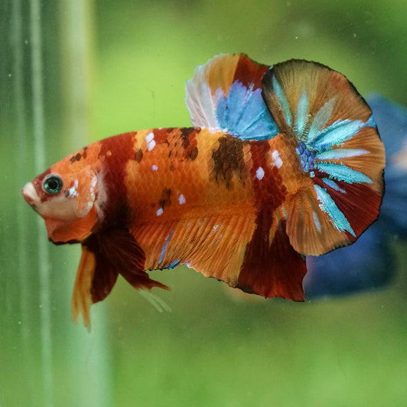 Multicolor/Galaxy Koi Plakat -16 weeks Old