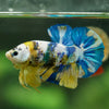 Multicolor/Galaxy Koi Plakat -16 weeks Old
