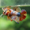 Multicolor/Galaxy Koi Plakat -13 weeks Old