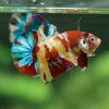 Multicolor/Galaxy Koi Plakat -15 weeks Old