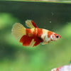 Multicolor/ Galaxy Koi Halfmoon - Female- 13 Weeks Old