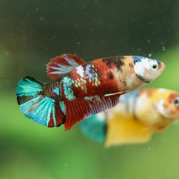 Multicolor/ Galaxy Koi Plakat- Female- 13 Weeks Old