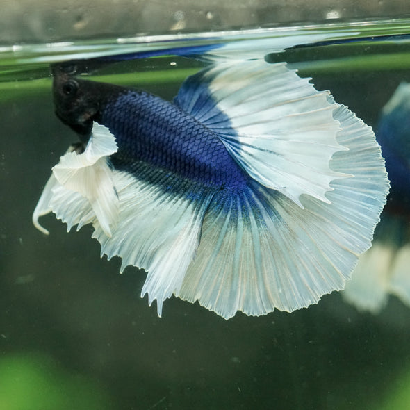 Dumbo Halfmoon - 12 weeks old
