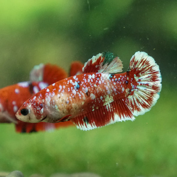 Multicolor/ Galaxy Koi Plakat- Female- 13 Weeks Old