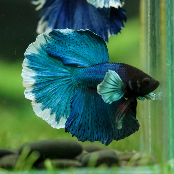 Dumbo Halfmoon - 12 weeks old