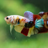 Multicolor/Galaxy Koi Plakat -16 weeks Old