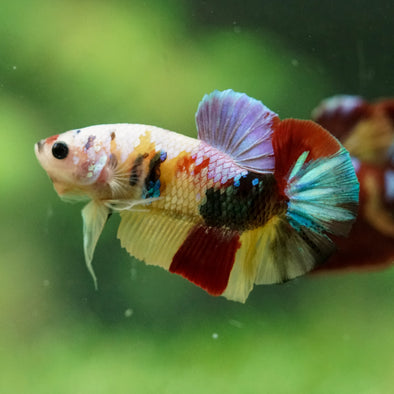 Multicolor/Galaxy Koi Plakat -16 weeks Old