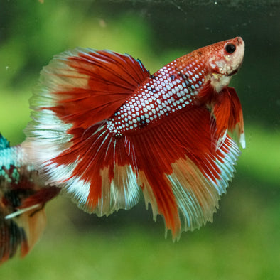 Galaxy/Candy Koi Halfmoon - 14 weeks old