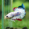 Multicolor/Galaxy Koi Plakat -16 weeks Old